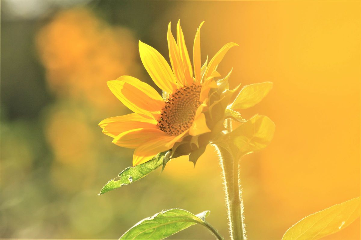 yellow smile | GANREF