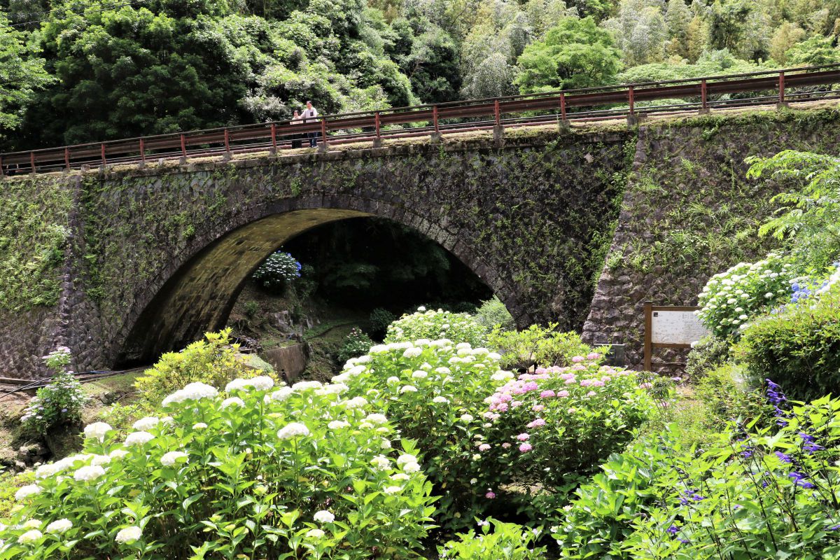 橋を見上げる紫陽花 GANREF