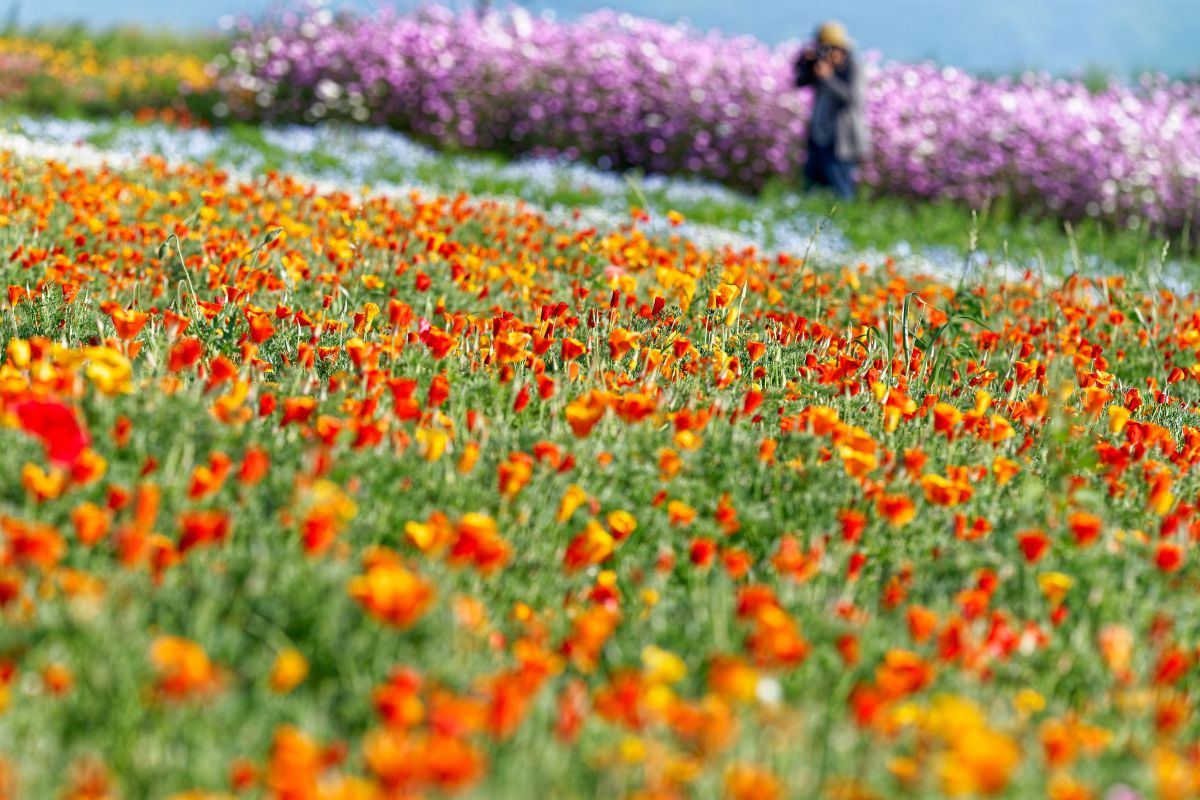 LUMIX S PRO 70-200mm F2.8 O.I.S.で撮影された写真 | 写真検索 | GANREF