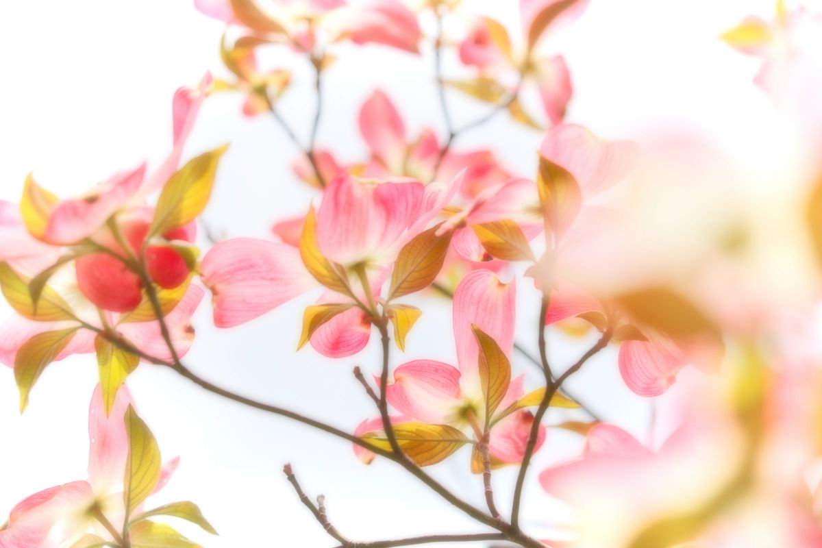 M.ZUIKO DIGITAL ED 60mm F2.8 Macroで撮影された写真 | 写真検索 | GANREF