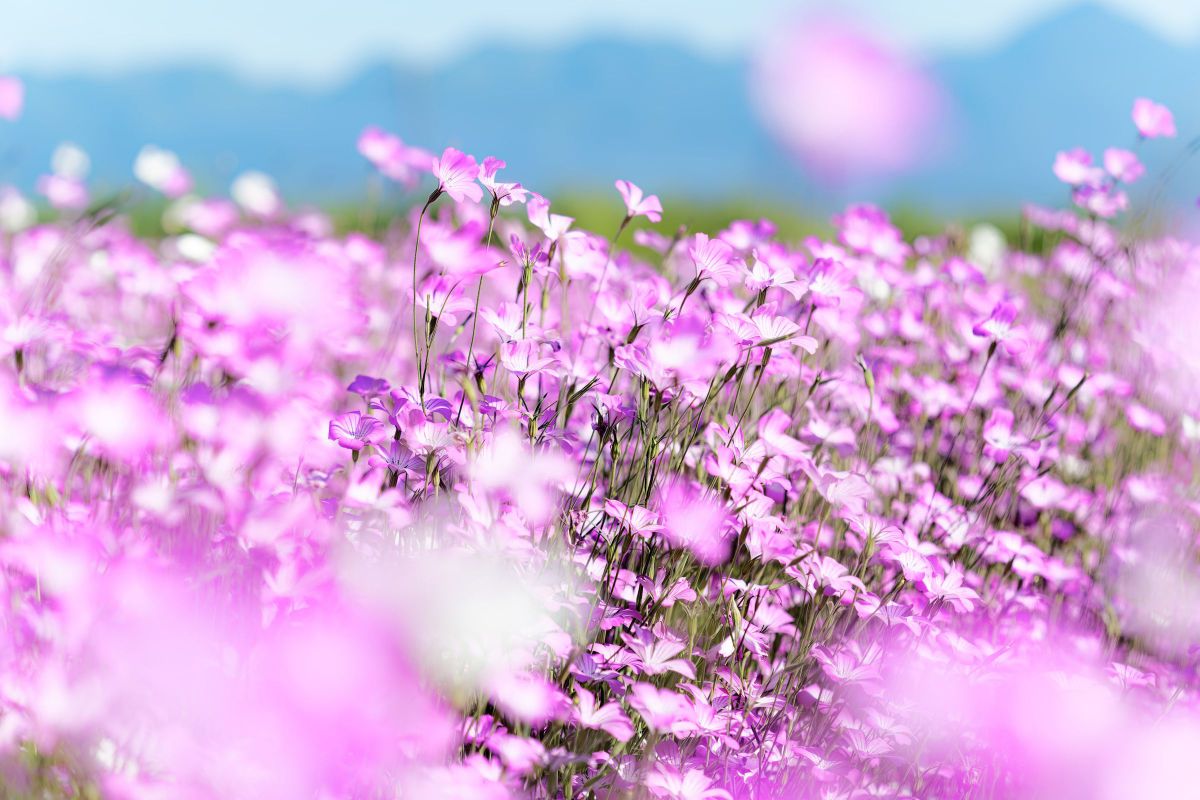 LUMIX S PRO 70-200mm F2.8 O.I.S.で撮影された写真 | 写真検索 | GANREF