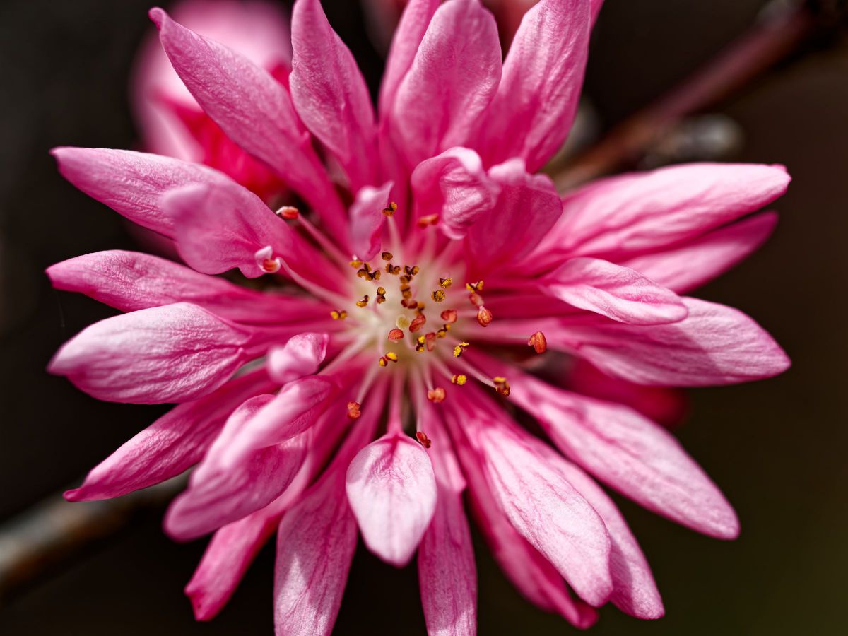 M.ZUIKO DIGITAL ED 60mm F2.8 Macroで撮影された写真 | 写真検索 | GANREF