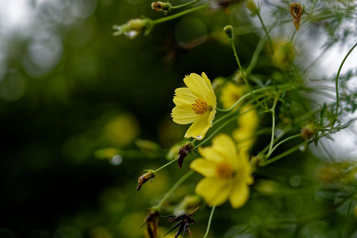 LUMIX S 50mm F1.8で撮影された写真 | 写真検索 | GANREF