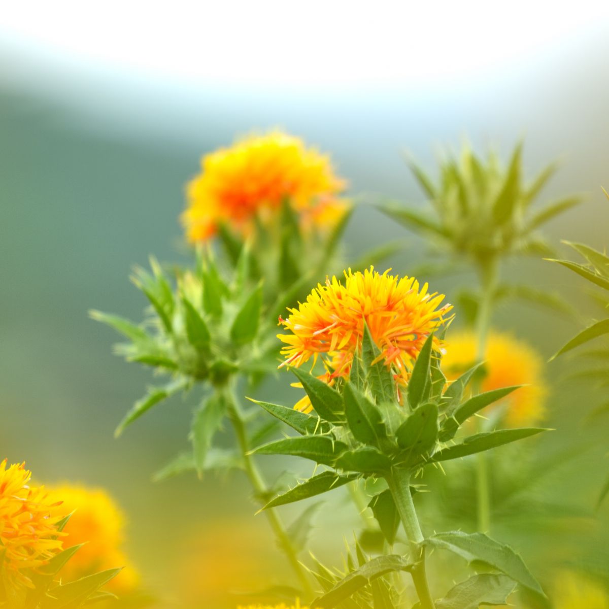 紅花 植物 花 花びら Ganref