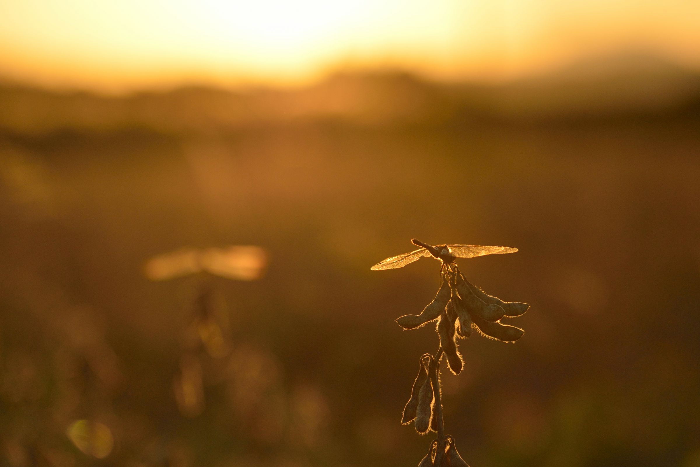 夕焼け空の赤トンボ様　泉州ケルタマ各500本おまけ泉州10本 夕焼け空の赤トンボ様 泉州ケルタマ各500本おまけ泉州10本