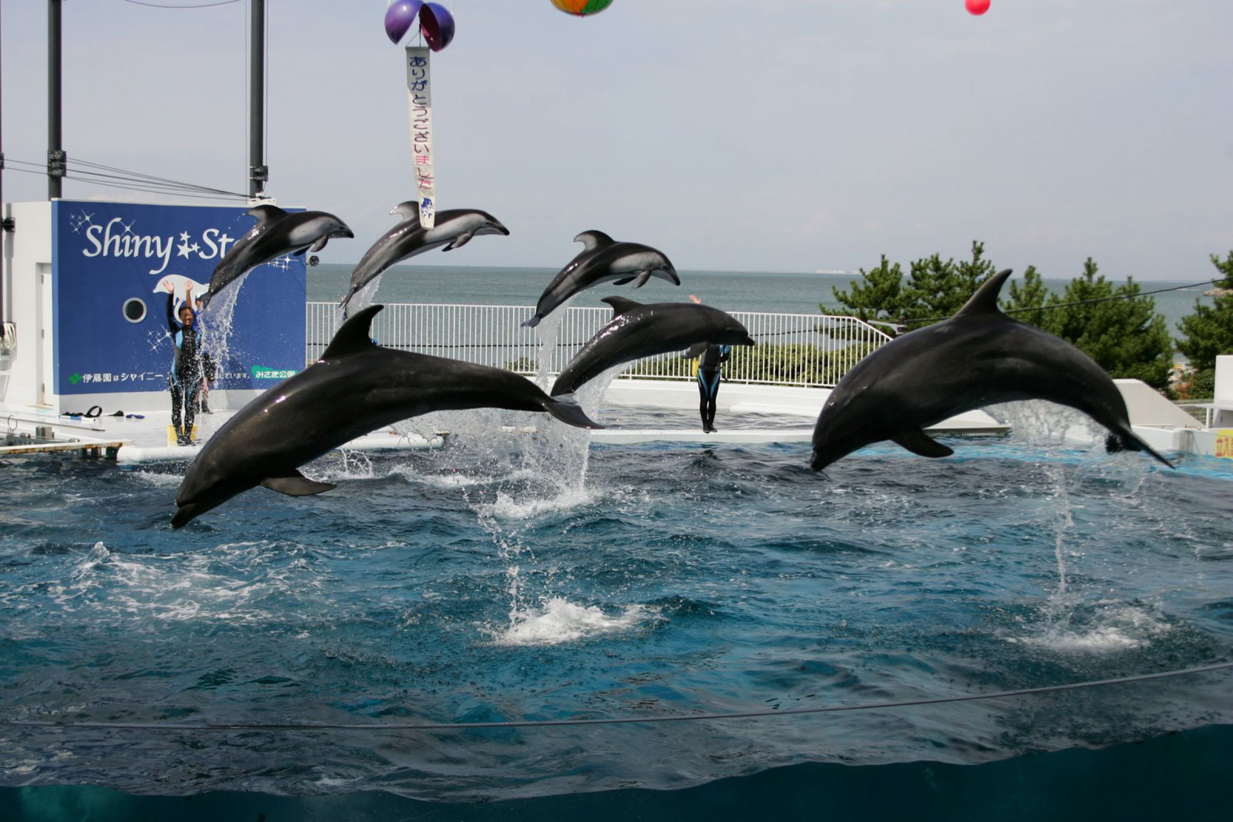 Canon - イルカ Canon Rebel SL3 and Tokina 10-17mm Fisheye Underwater Photos