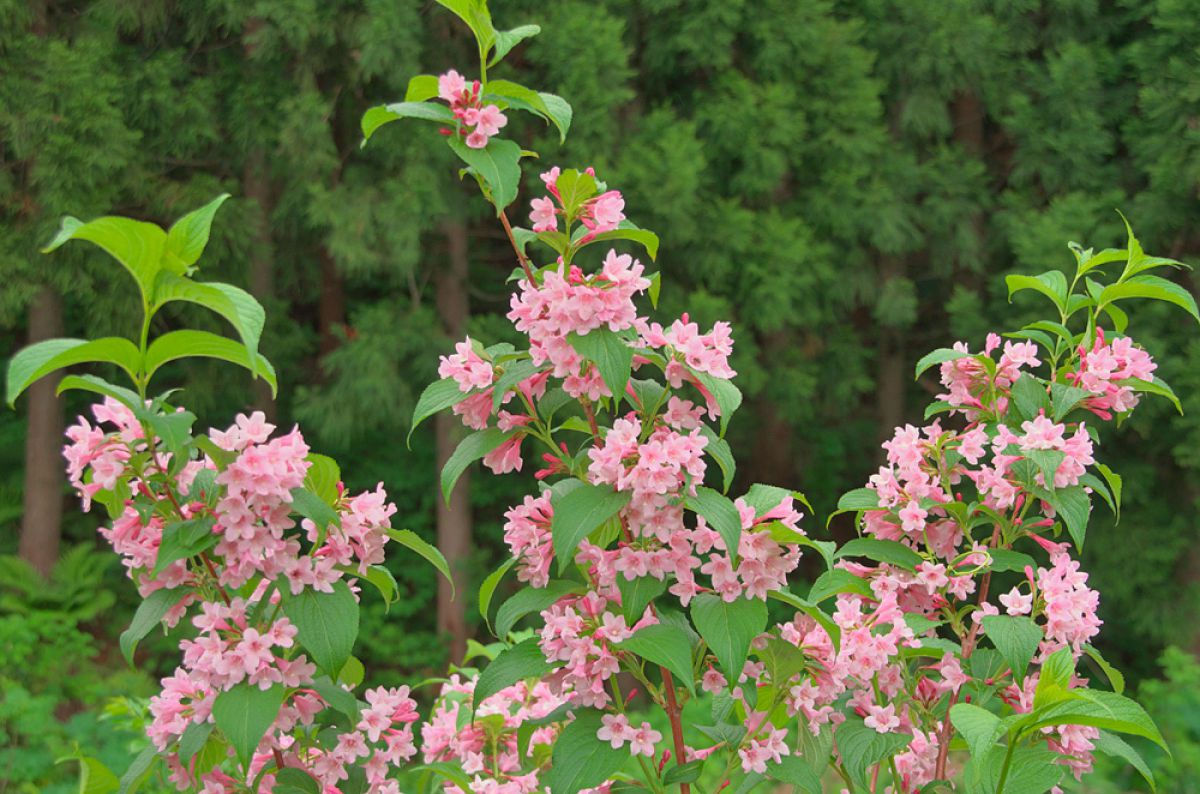 晩春の山国 小国町 １０ タニウツギ 植物 花 花びら Ganref