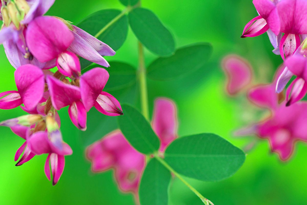 萩の花咲く ４ 植物 花 花びら Ganref