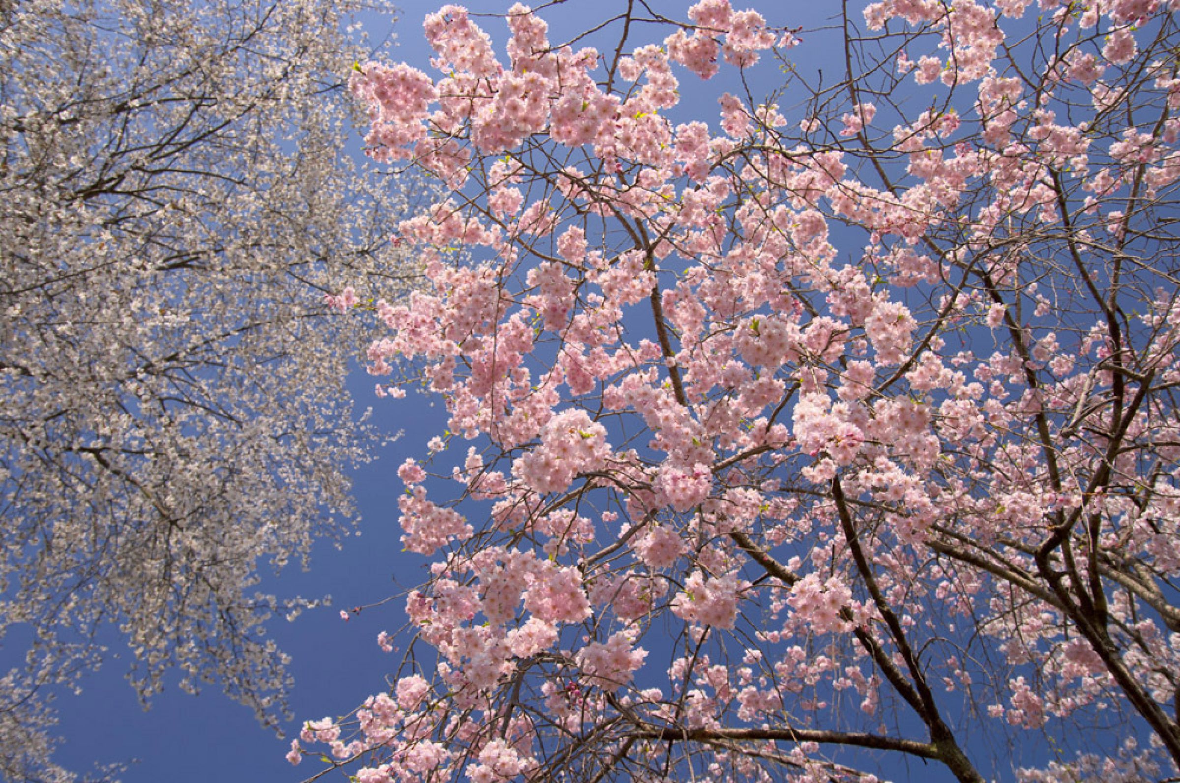 桜花爛漫（5） | GANREF