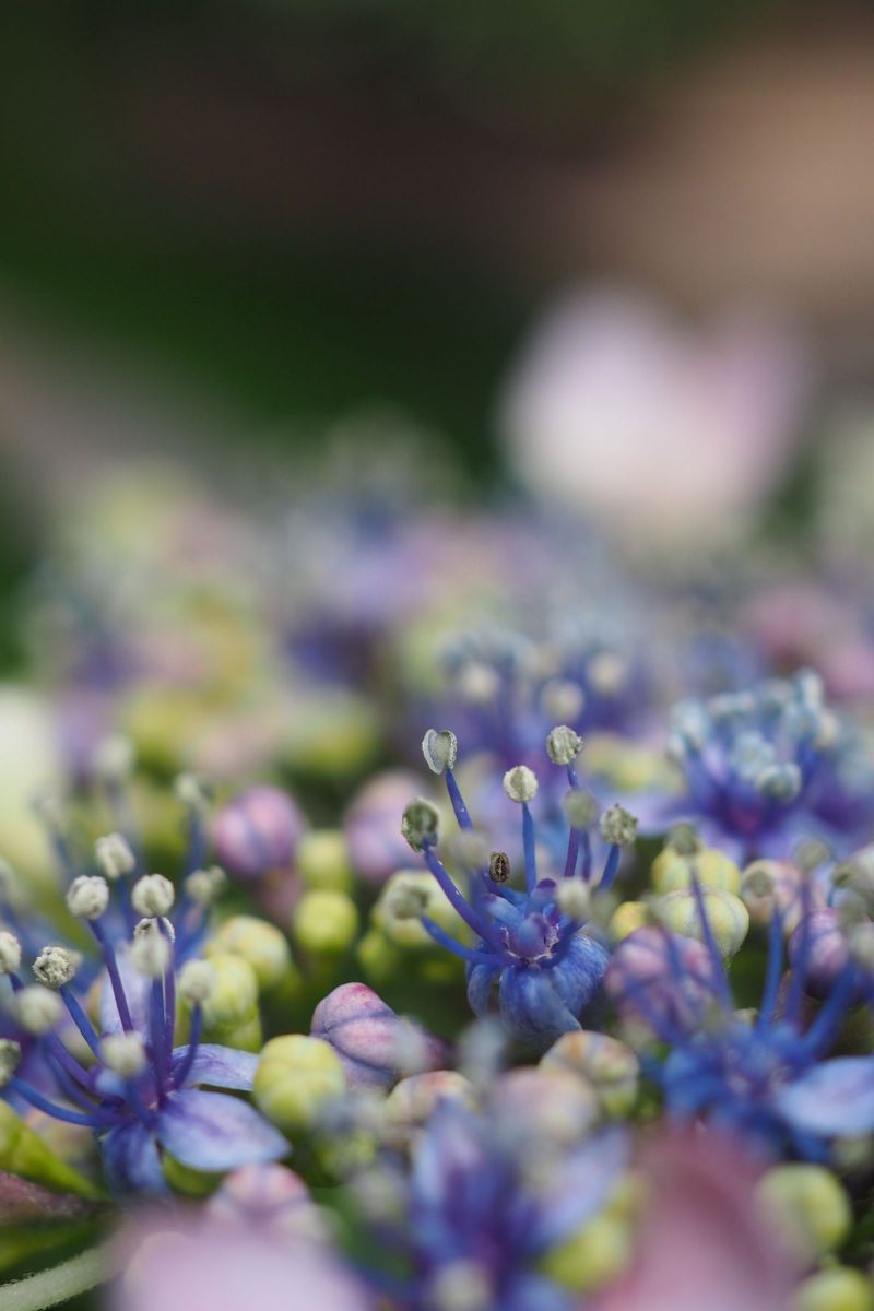 紫陽花の妖精 | GANREF