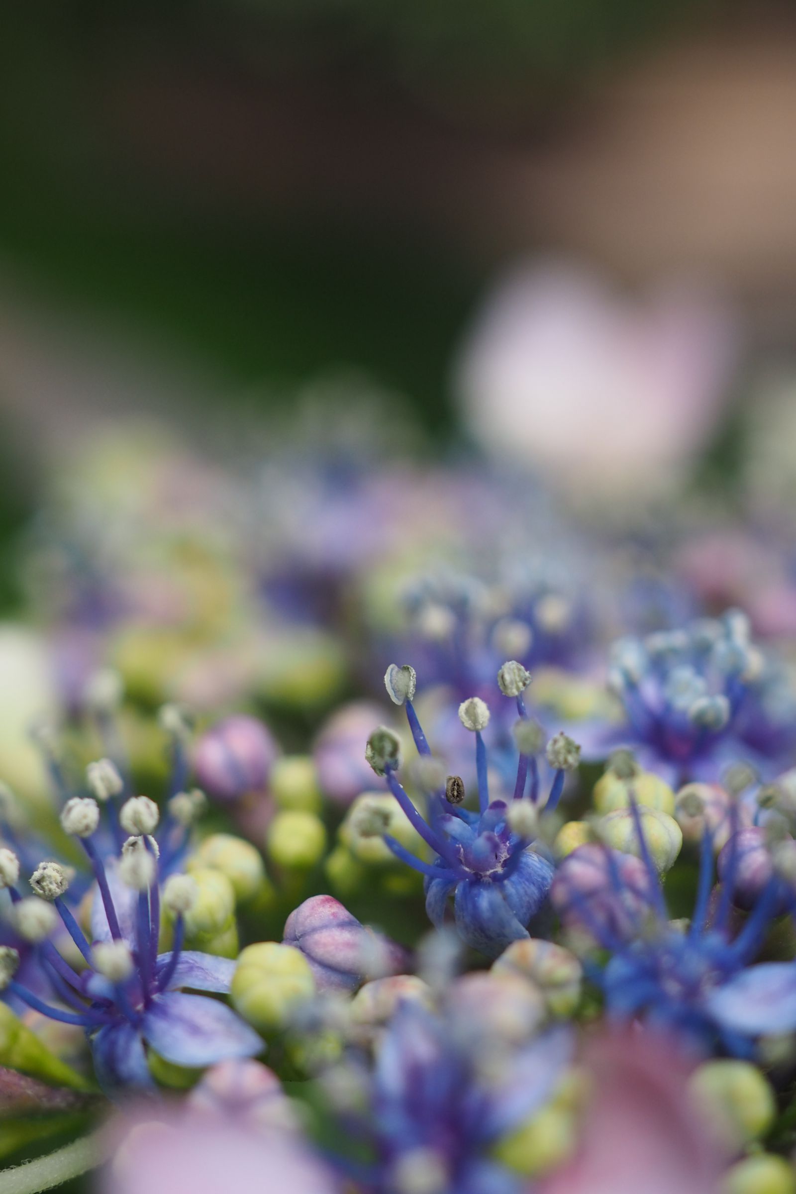 momorin  月を見上げる紫陽花の妖精/原画 紫陽花の妖精 | GANREF