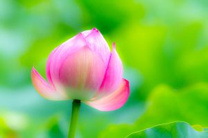 桃蓮玉 222db647b791d49298b43fcc83f70a