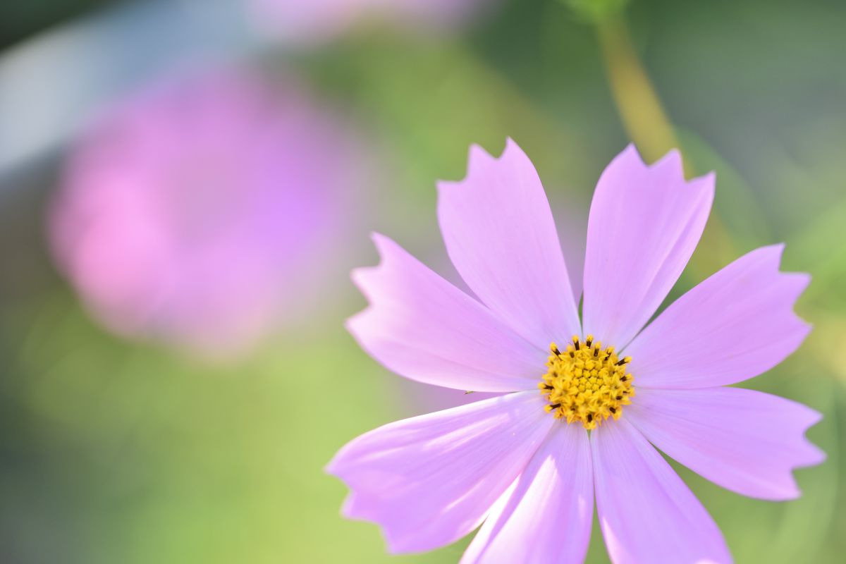 庭先のコスモス 植物 花 花びら Ganref