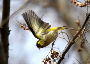 マヒワ飛ぶ！ | GANREF