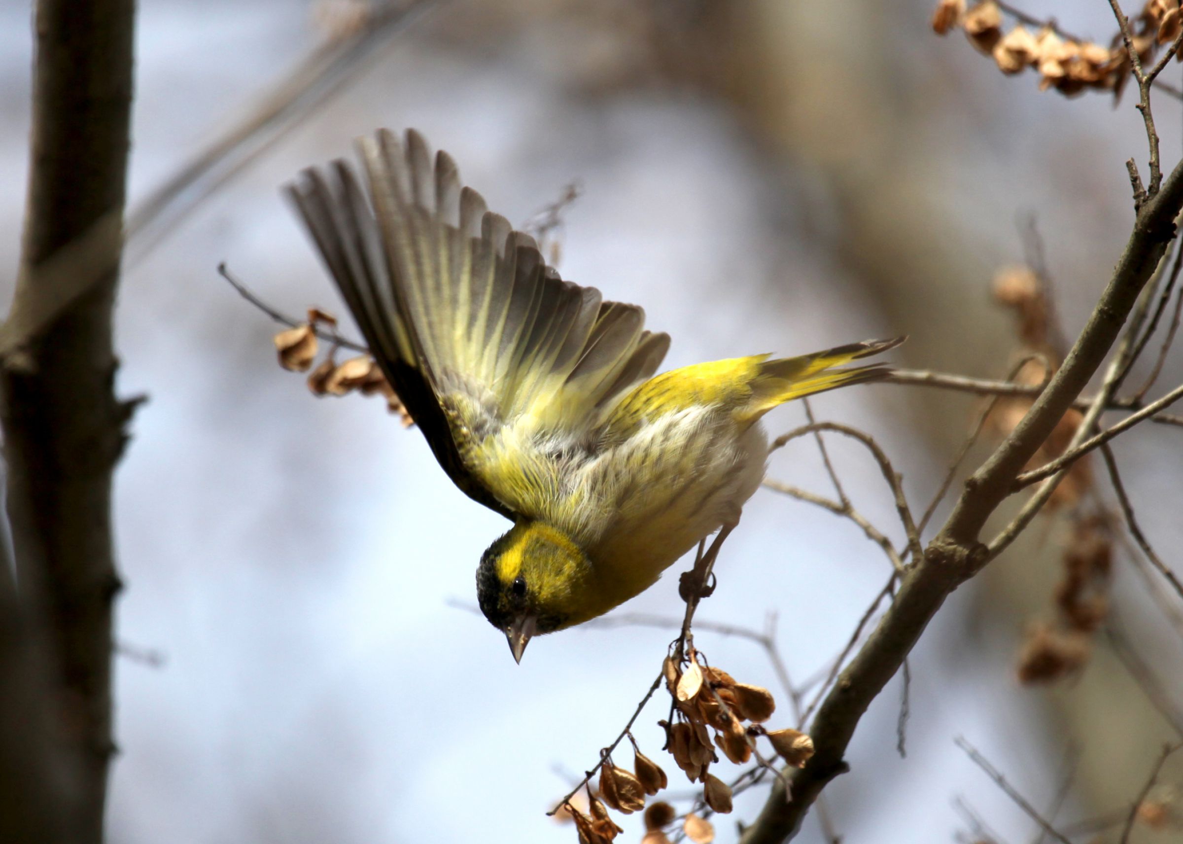 マヒワ飛ぶ！ | GANREF
