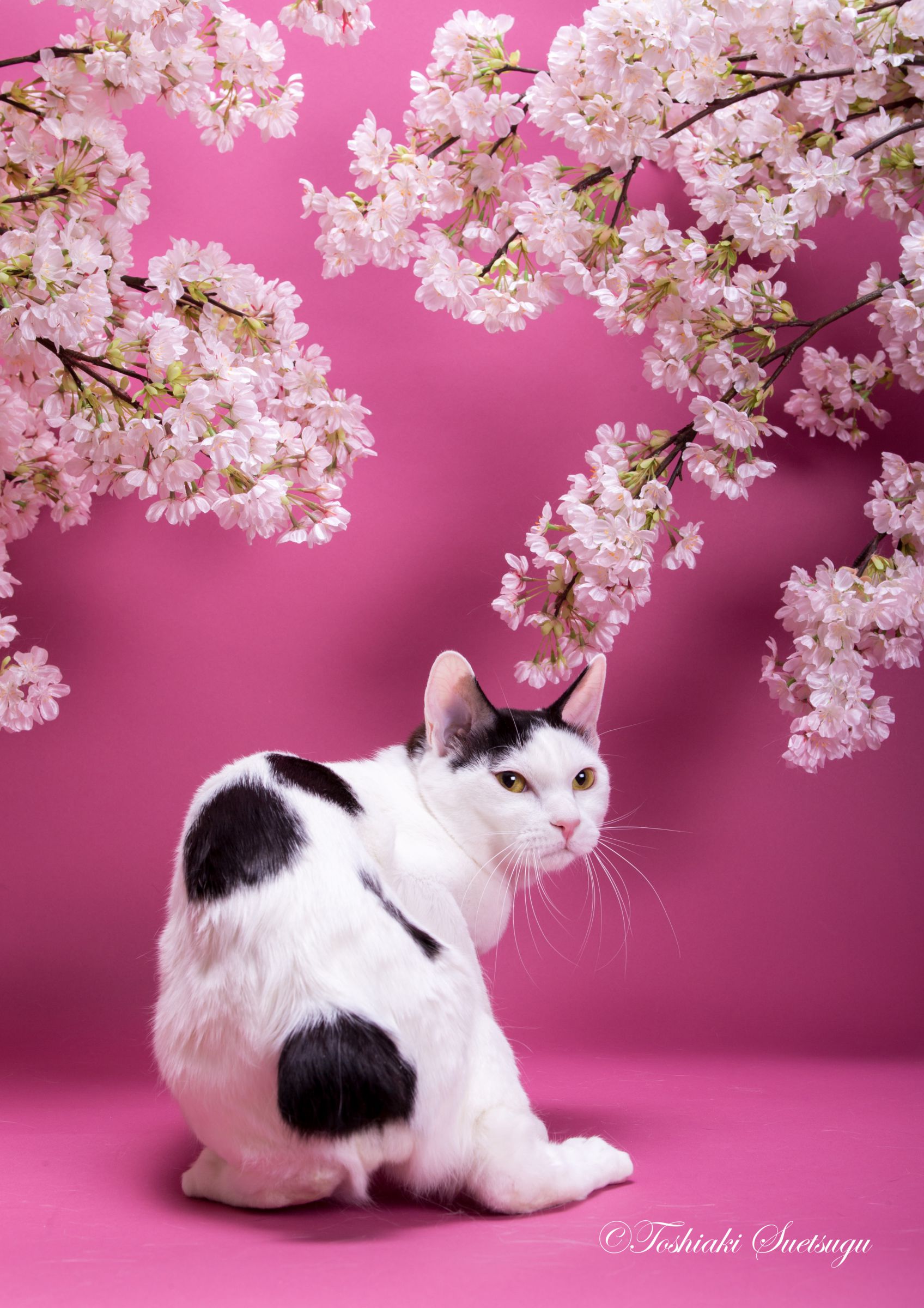 猫の花見 | GANREF