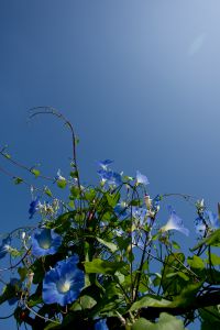 62cb75b577c2e25f0d790c2444dff9