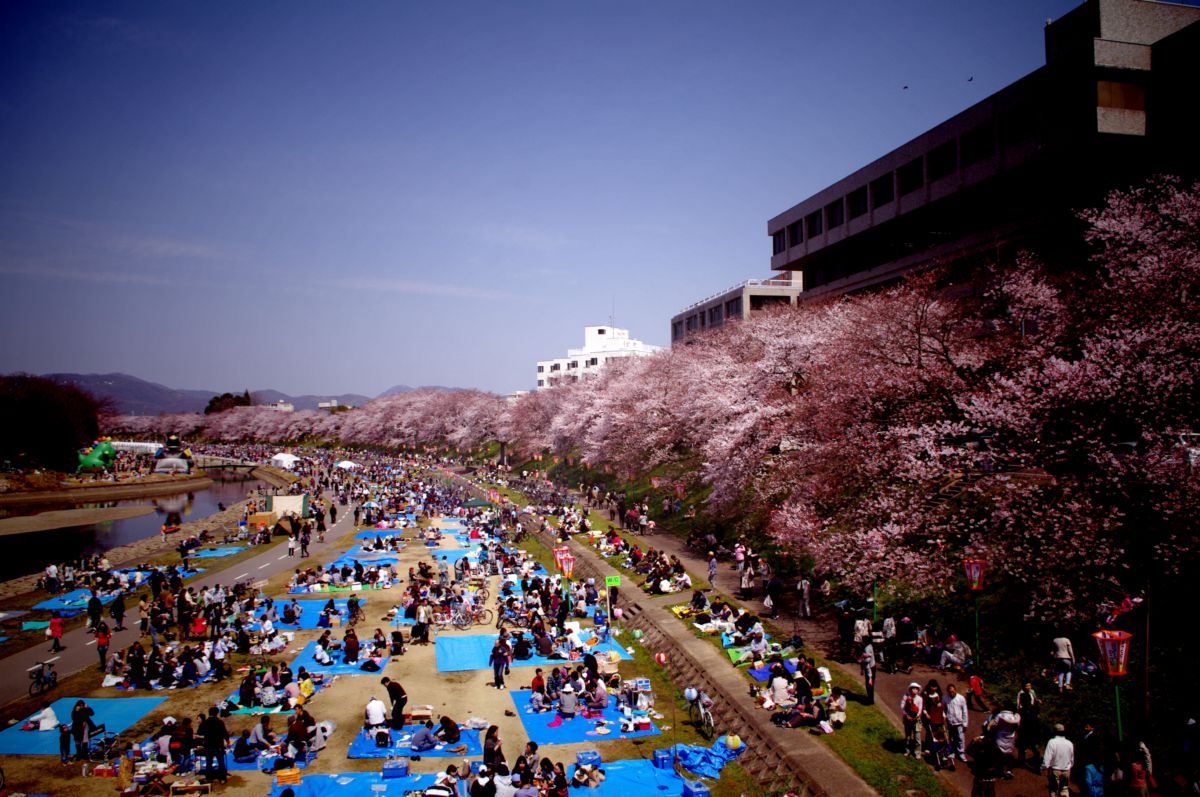 桜カーニバル 自然 風景 河川 Ganref