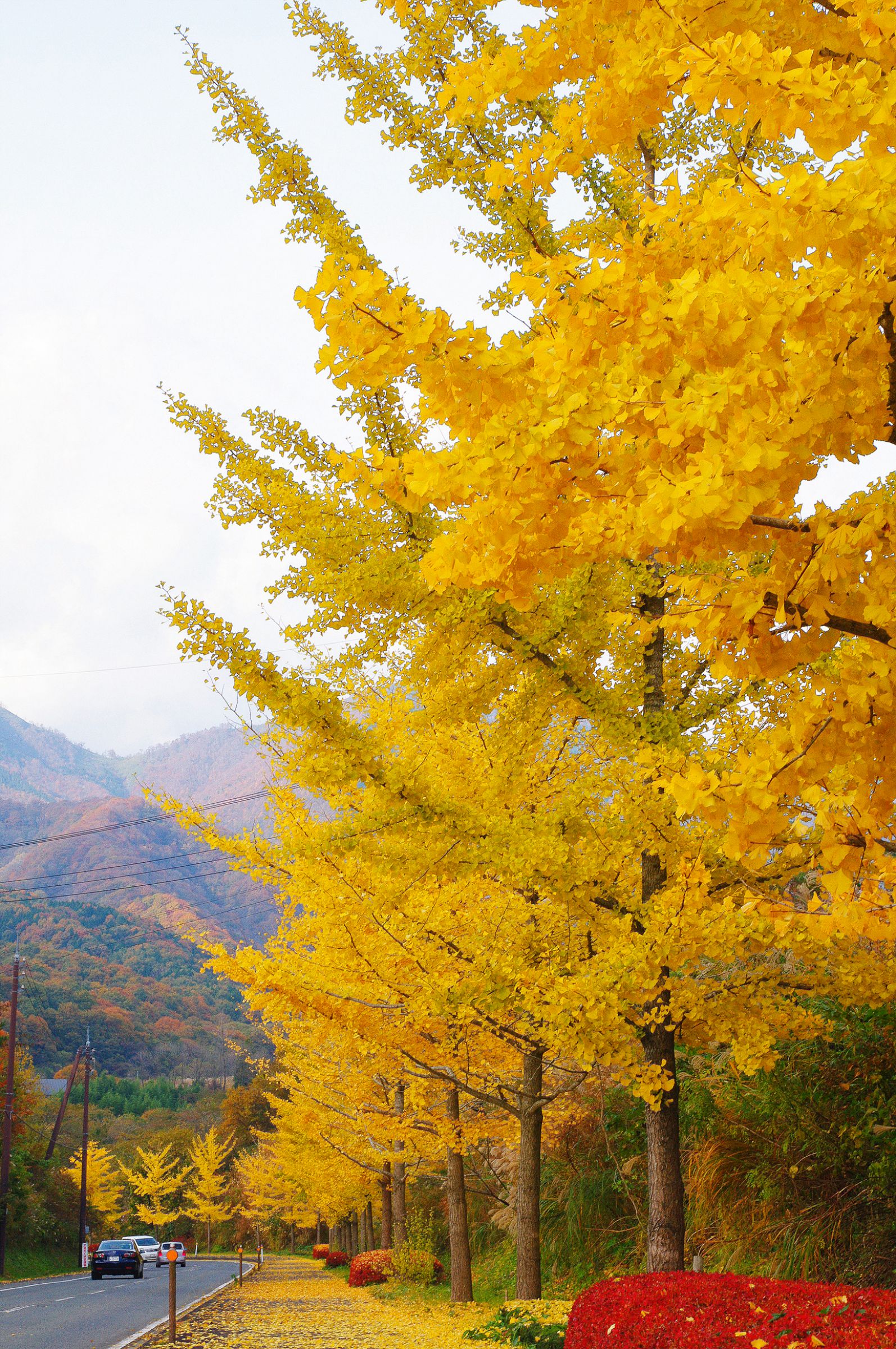 蒜山 銀杏並木 | GANREF