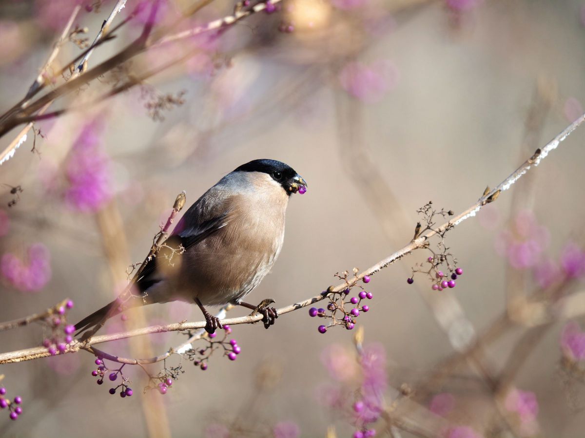 LUMIX G VARIO 100-300mm / F4.0-5.6 II / POWER O.I.S.で撮影された 