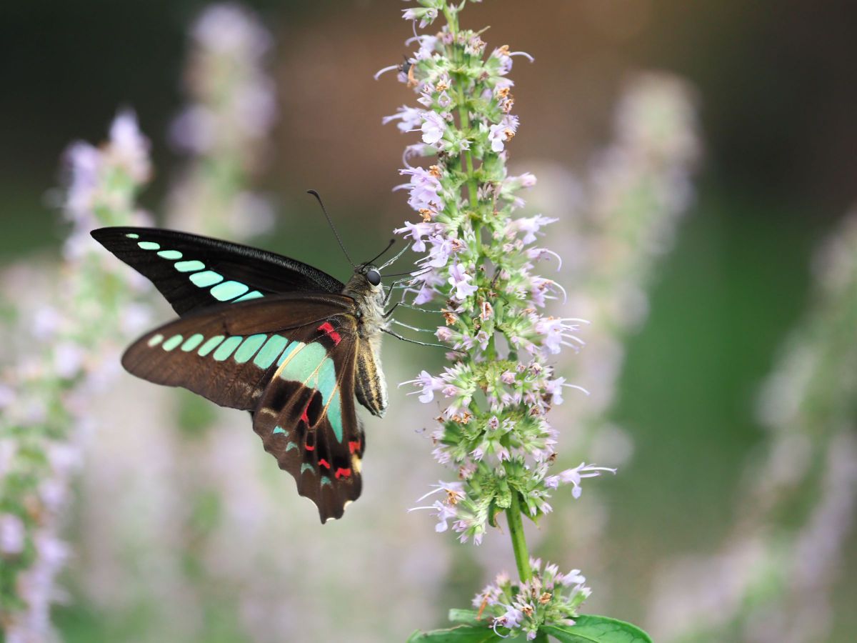 アガスターシェとアオスジアゲハ GANREF