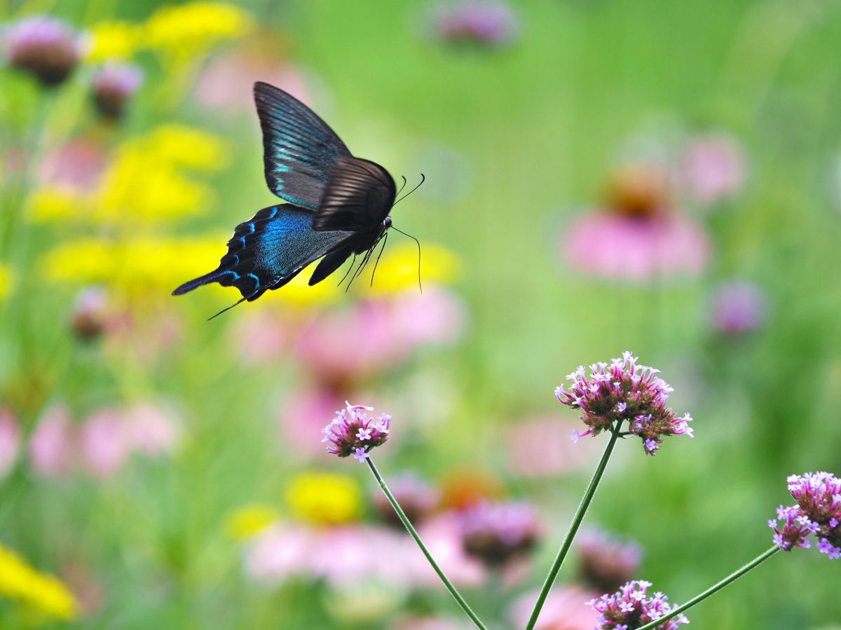 M.ZUIKO DIGITAL ED 40-150mm F4.0 PROで撮影された写真 | 写真