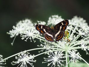 魅惑のキベリタテハ | GANREF
