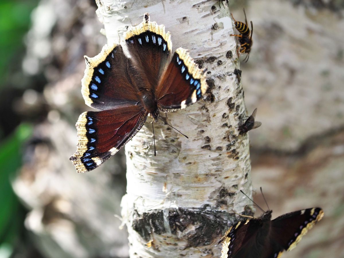 魅惑のキベリタテハ | GANREF