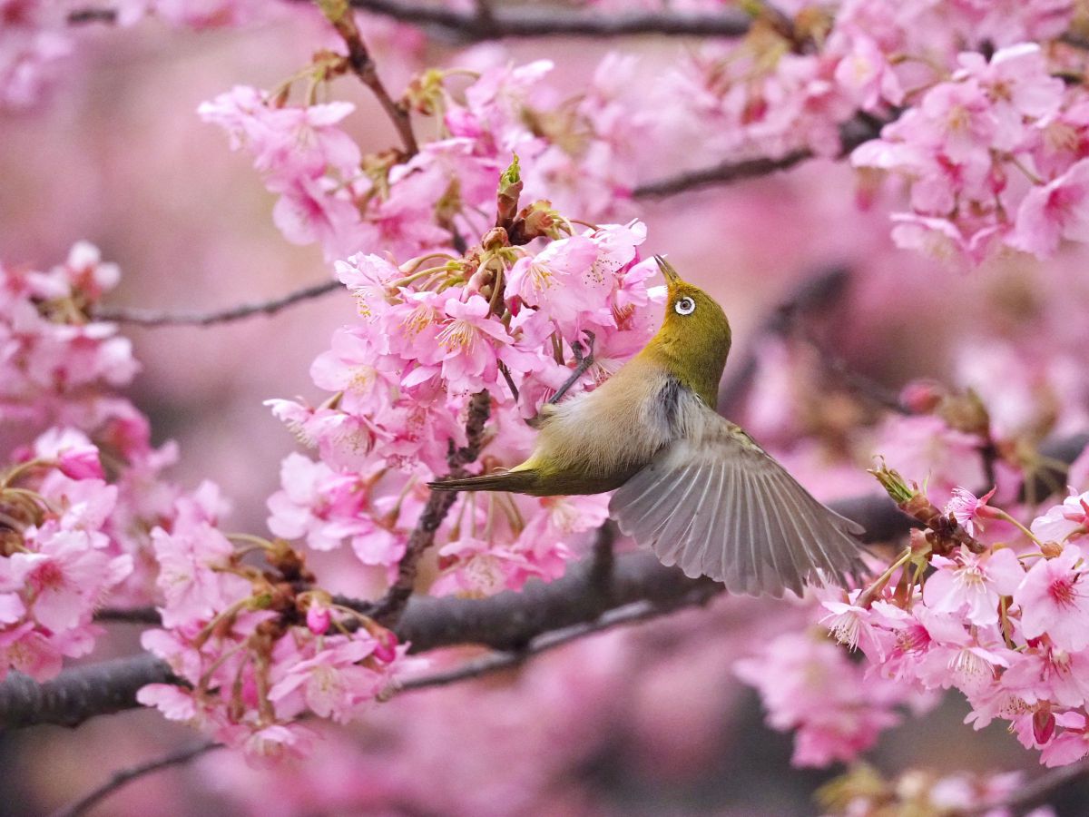 LUMIX G VARIO 100-300mm / F4.0-5.6 II / POWER O.I.S.で撮影された