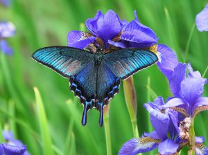 抽象的な蝶と顔のパステル画 🦋ドクソコパチェルビナ🦋 君は本当に綺麗だね・・・ #psyche