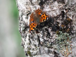 魅惑のキベリタテハ | GANREF