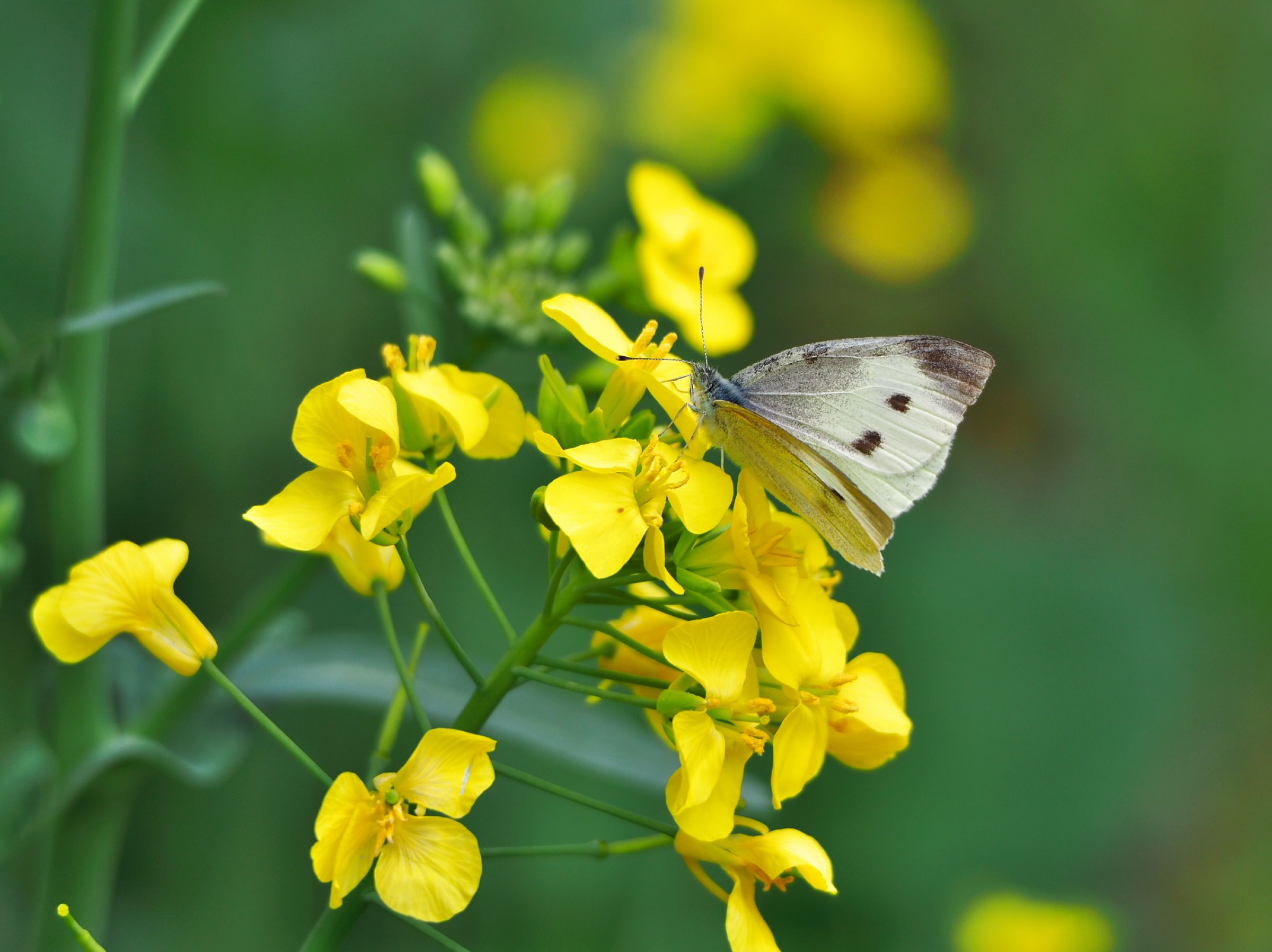 菜の花にモンシロチョウ | GANREF