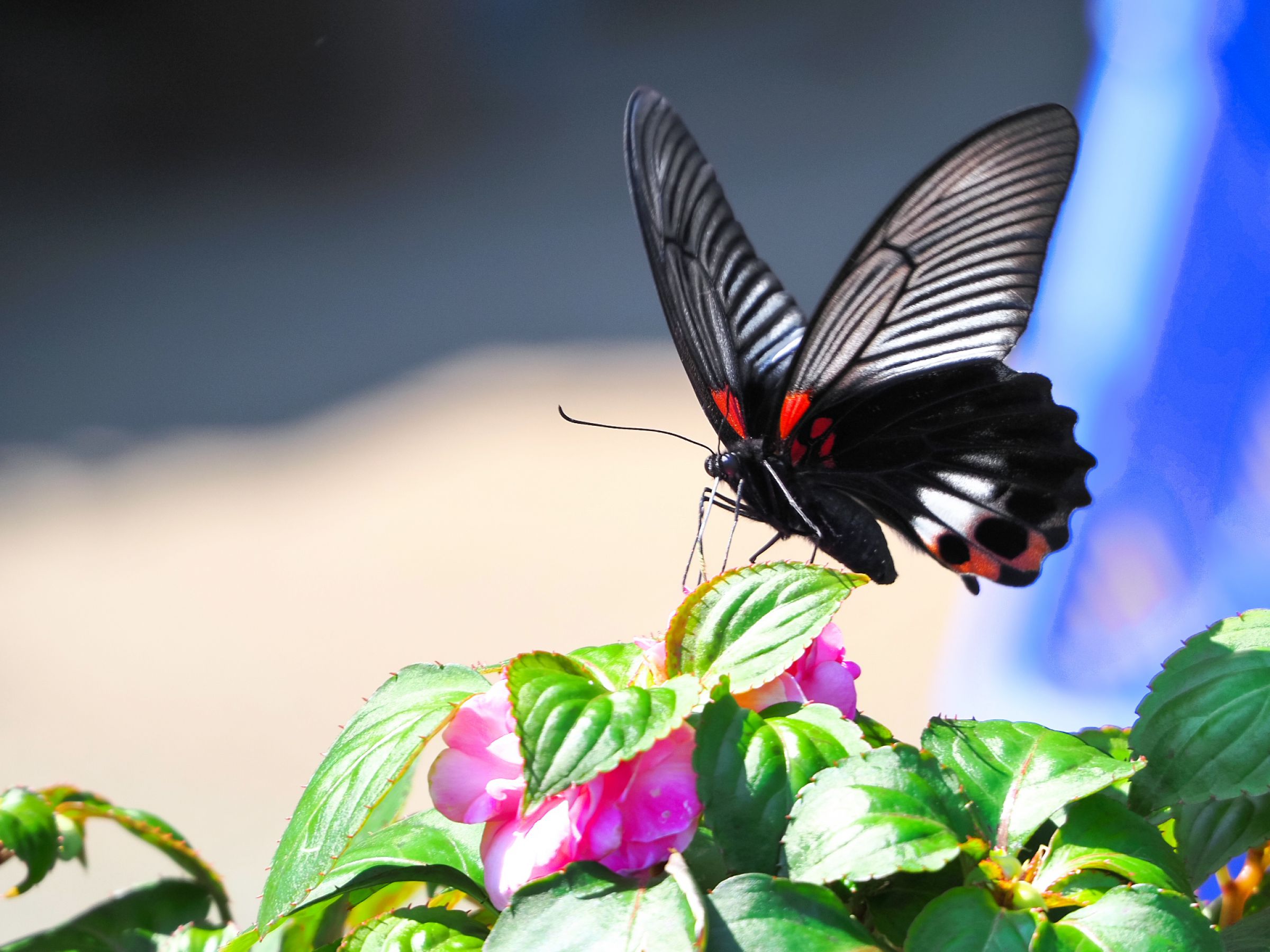 5月のナガサキアゲハ | GANREF