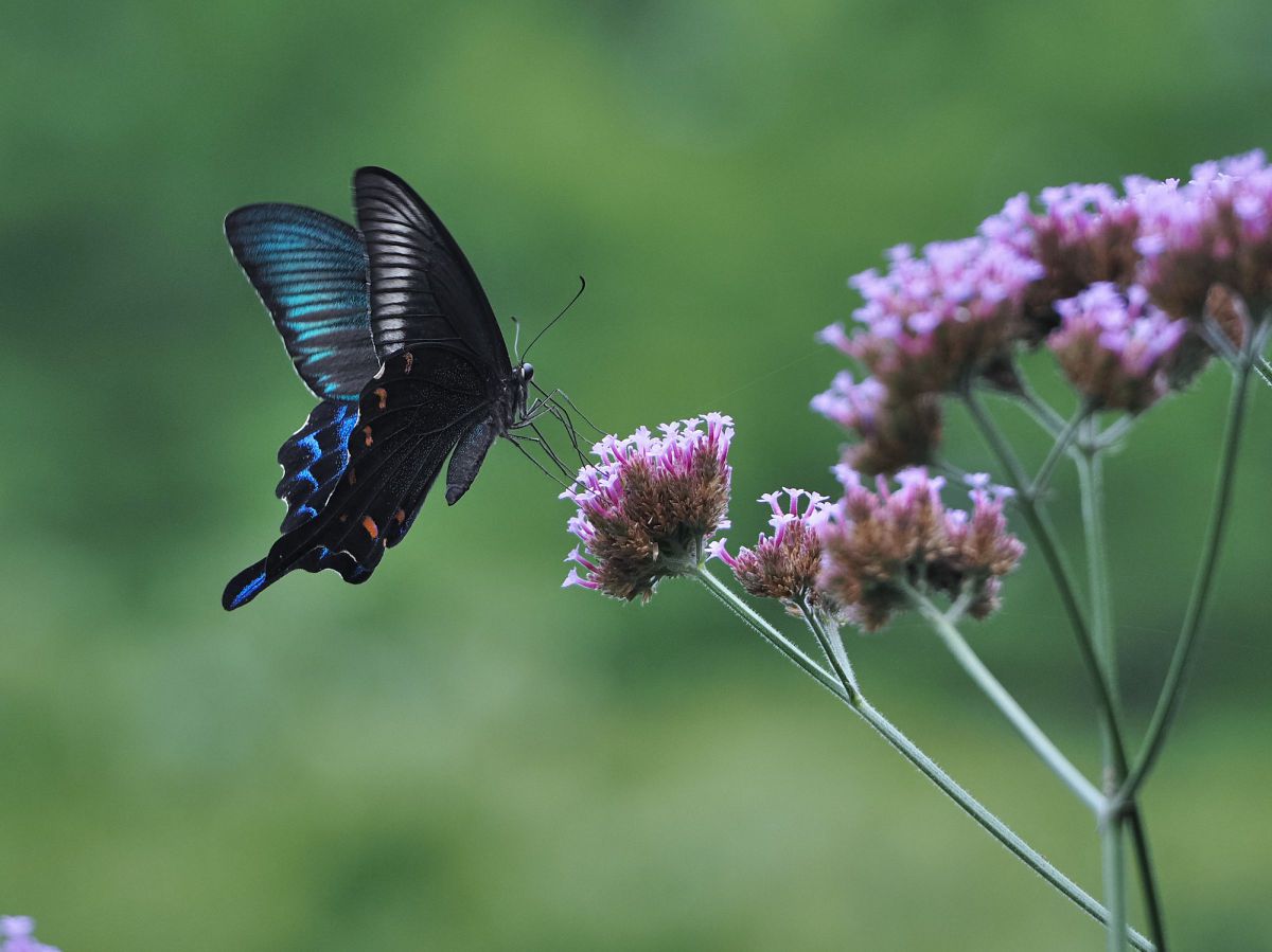 M.ZUIKO DIGITAL ED 75-300mm F4.8-6.7 IIで撮影された写真