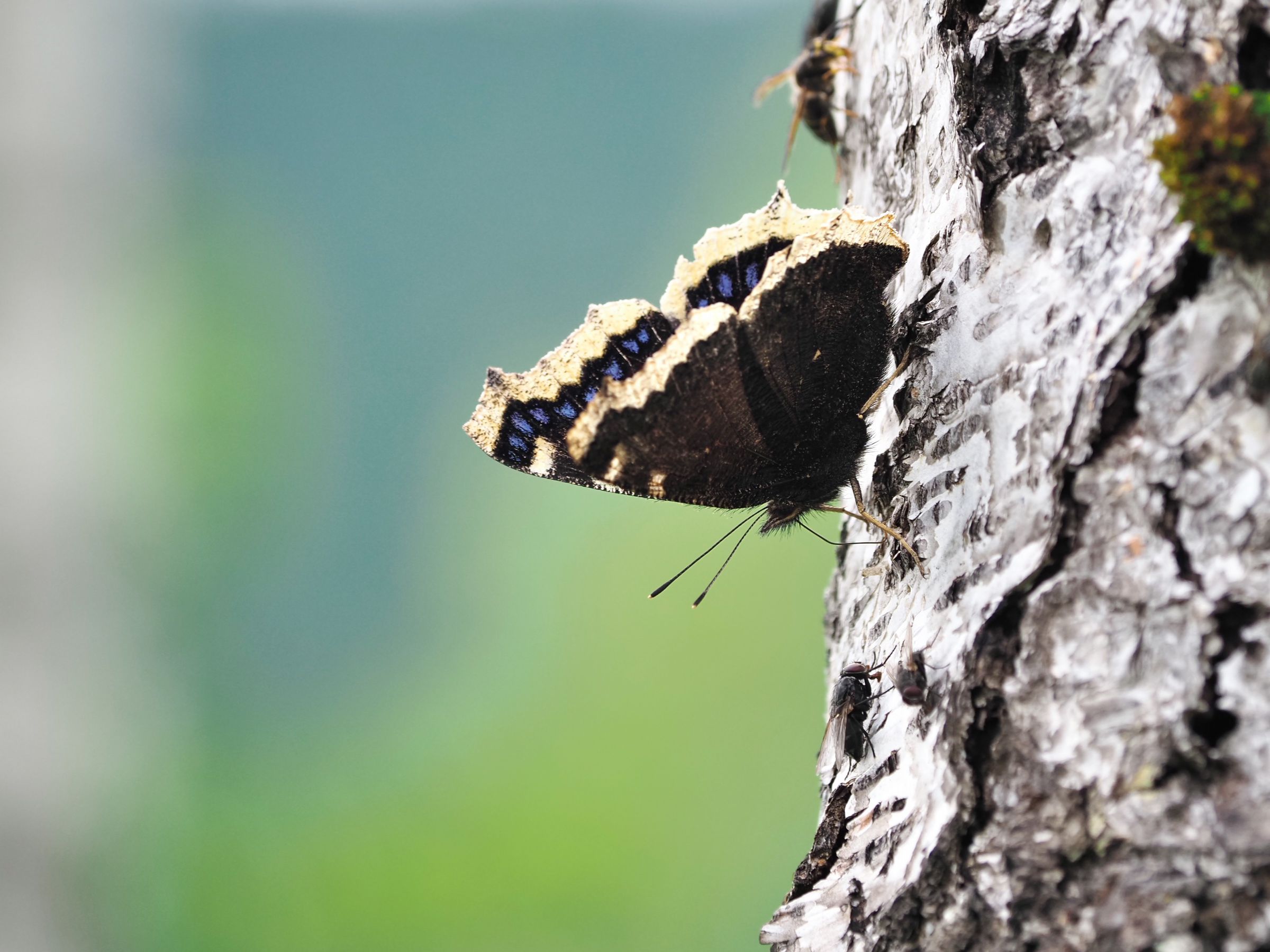 高原のキベリタテハ | GANREF