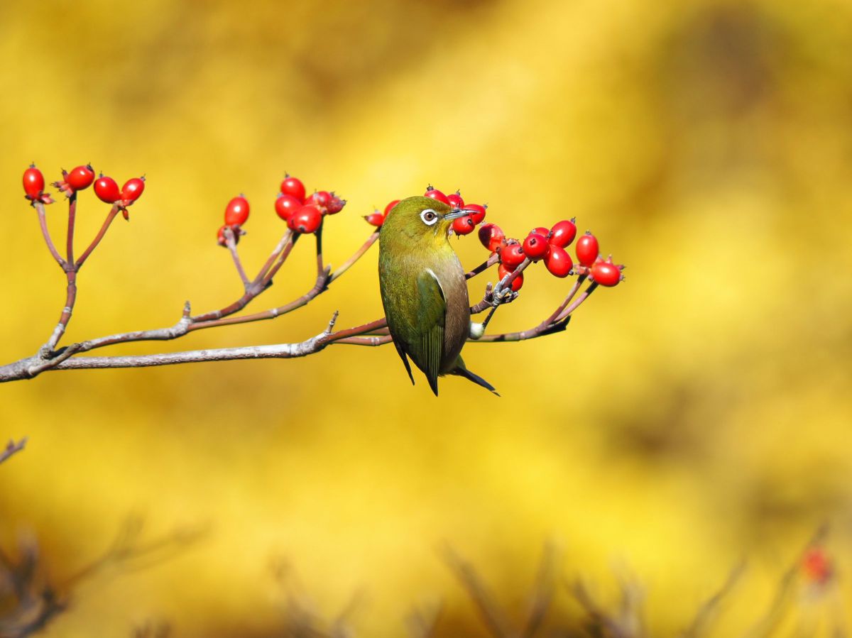LUMIX G VARIO 100-300mm/F4.0-5.6 作例有 LUMIX G VARIO 100-300mm / F4.0-5.6 II / POWER O.I.S.で撮影された