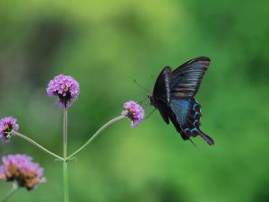 7月のカラスアゲハ | GANREF