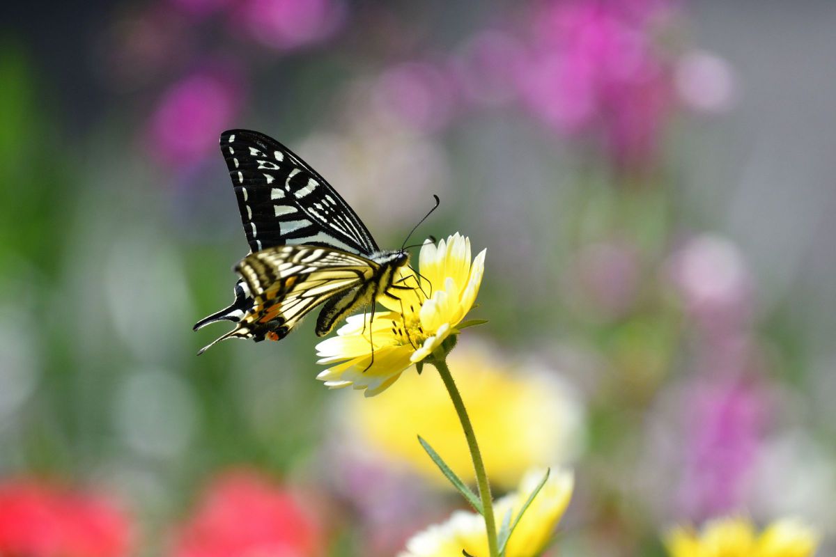 アゲハチョウとカリフォルニアデージー 動物 虫 昆虫 Ganref