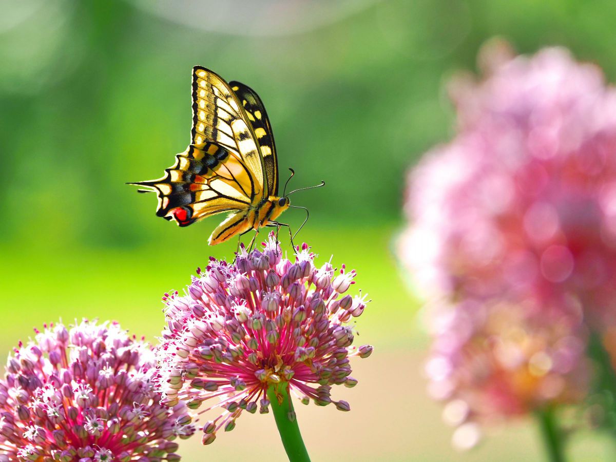 絶版‼️ Ari Marcopoulos 写真集 500部限定 芽瑠璃堂 ＞ 高野二郎ほか 『SFX巨人伝説ライン 30th