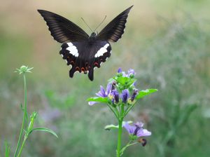シナカラスアゲハ♂標本★雲南省/中国産★88mm究極美麗標本 素晴らしい個体 Yahoo!オークション - 外国産蝶標本 シナカラスアゲハ・白紋型 A