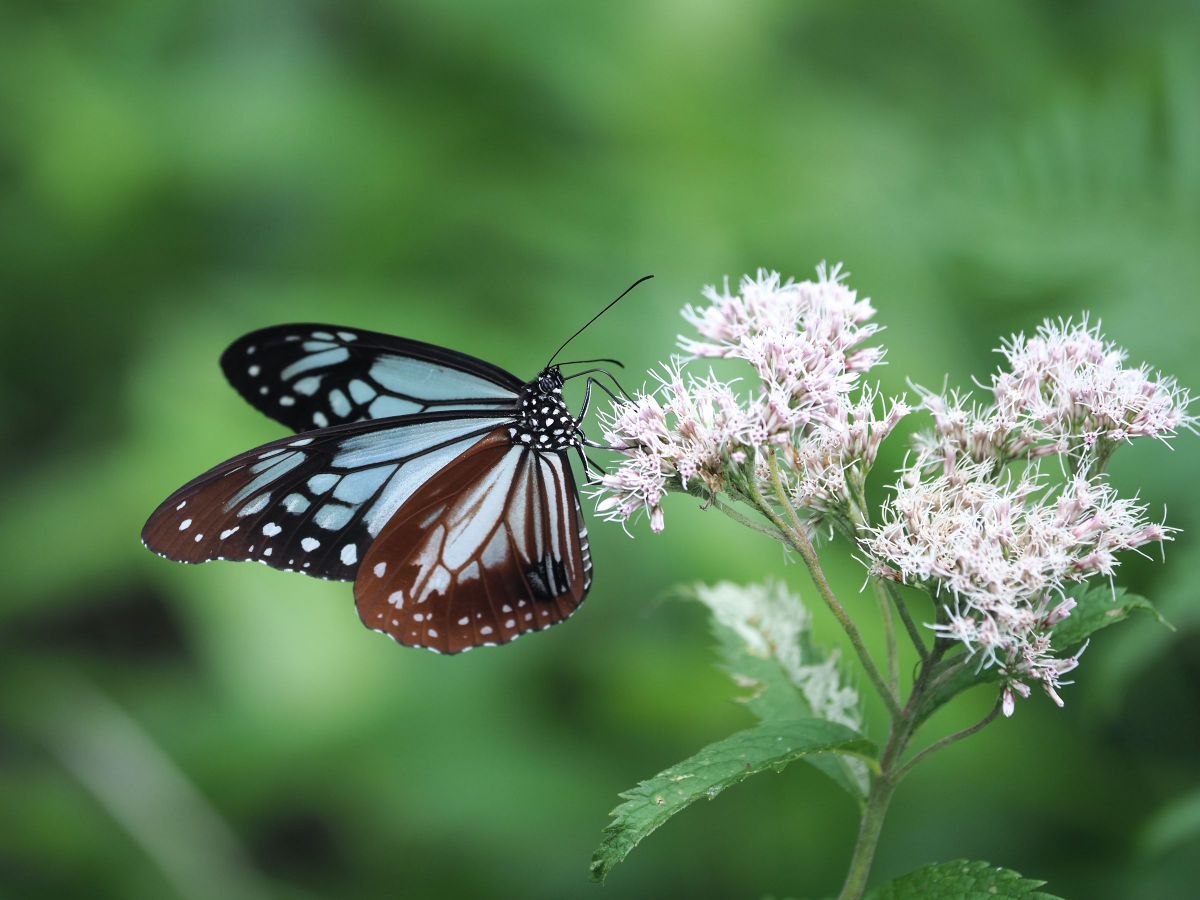 よっこ様 確認用画像 8/23PM 穏やかな日 | GANREF