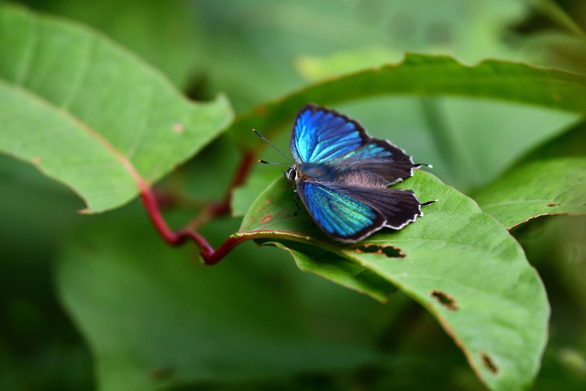 ミドリシジミ 動物 虫 昆虫 Ganref