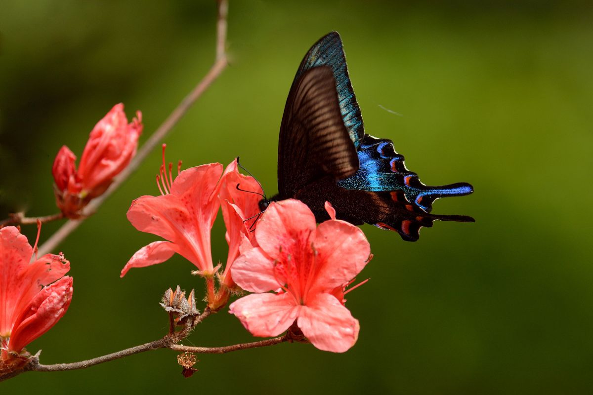 ヤマツツジとミヤマカラスアゲハ 動物 虫 昆虫 Ganref