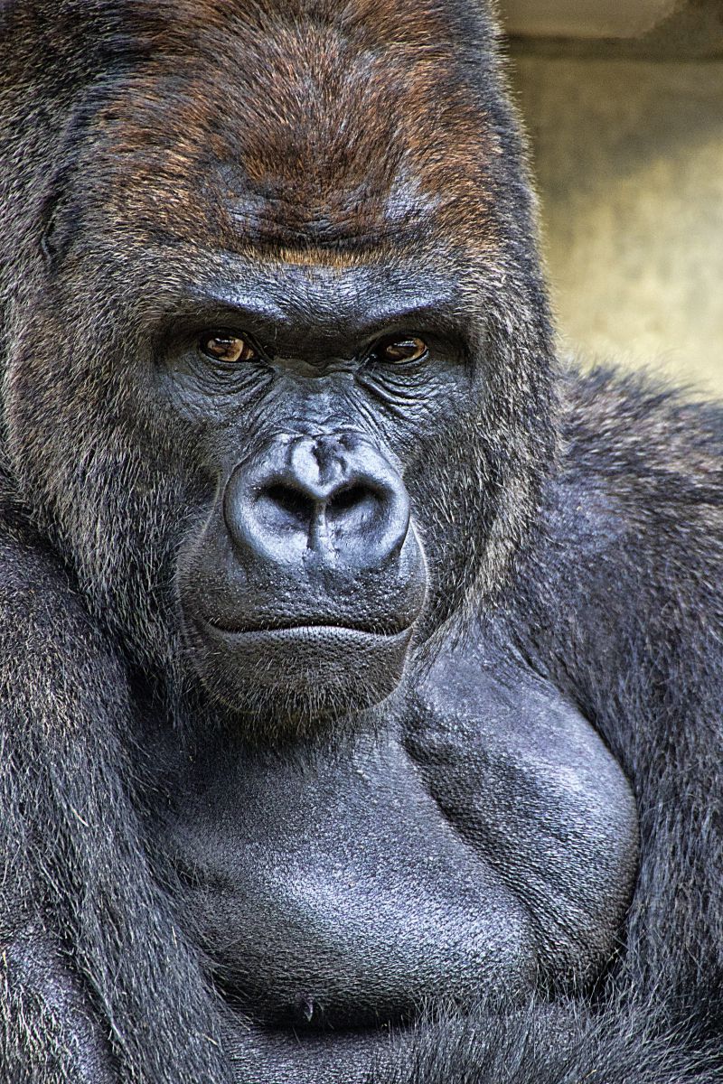 イケメン過ぎるシャバーニ 動物 その他の陸の生物 Ganref