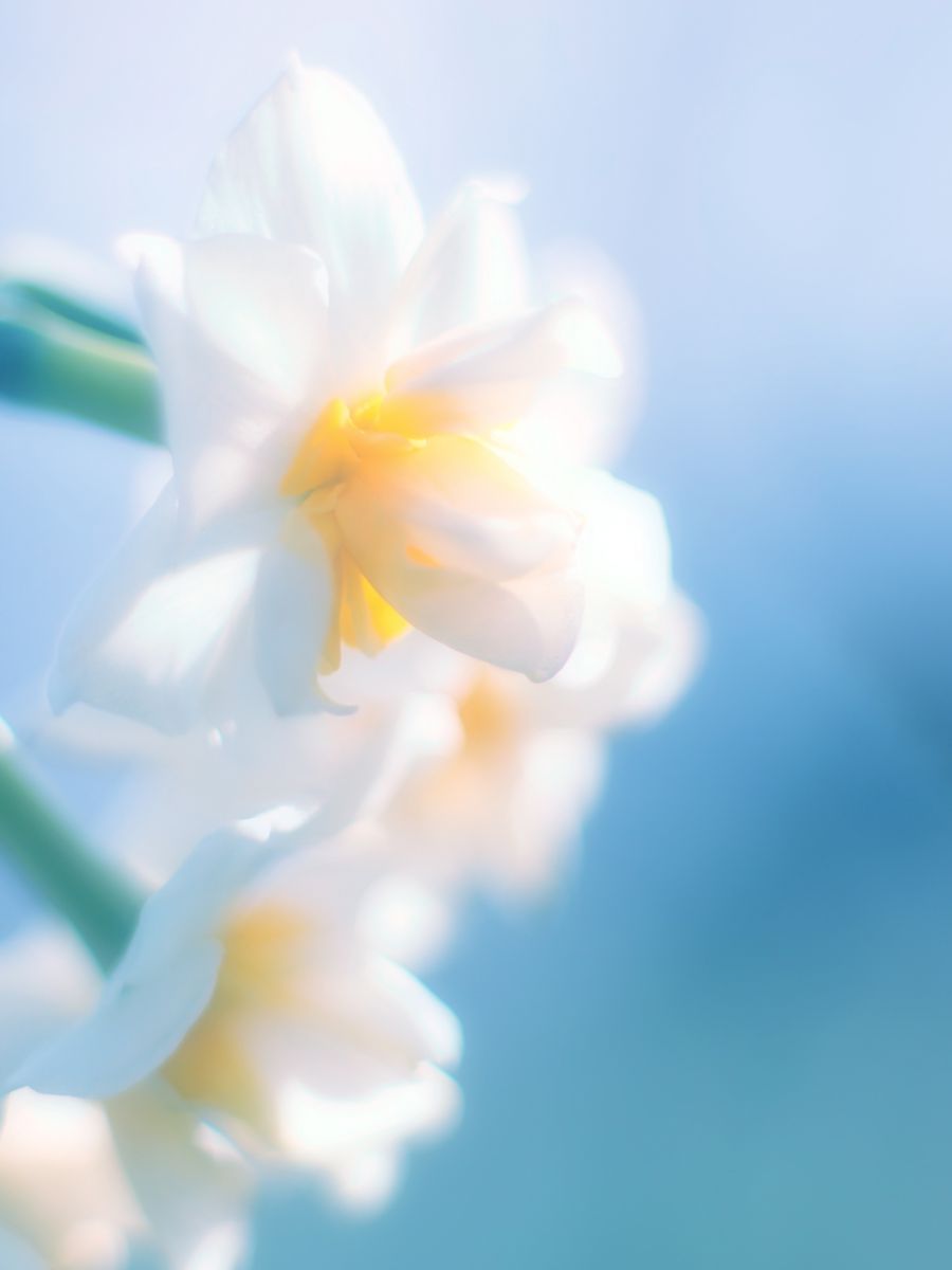 めざめ 植物 花 花びら Ganref