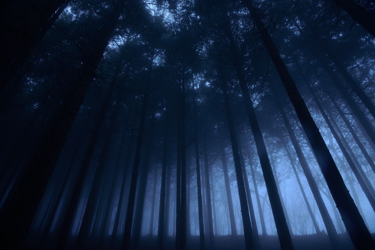 檜林の霧景グラデーション 自然 風景 森林 Ganref