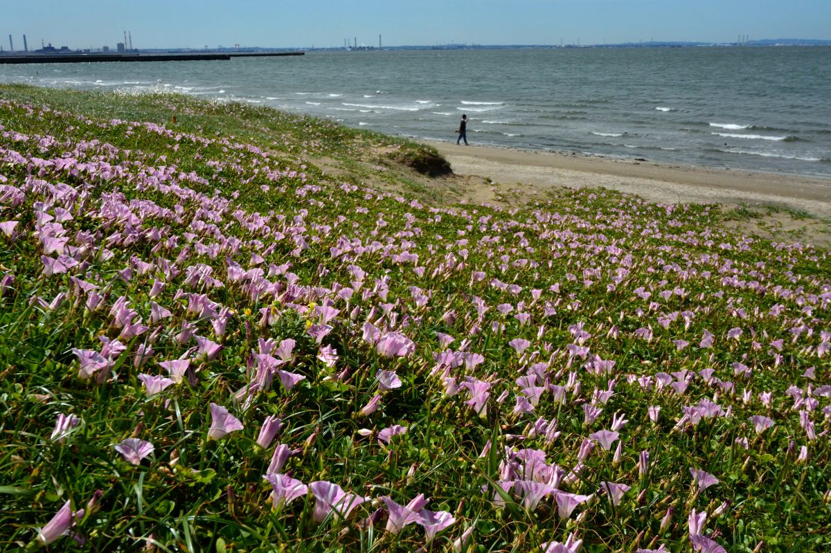 浜昼顔の咲く海辺 植物 花 花びら Ganref