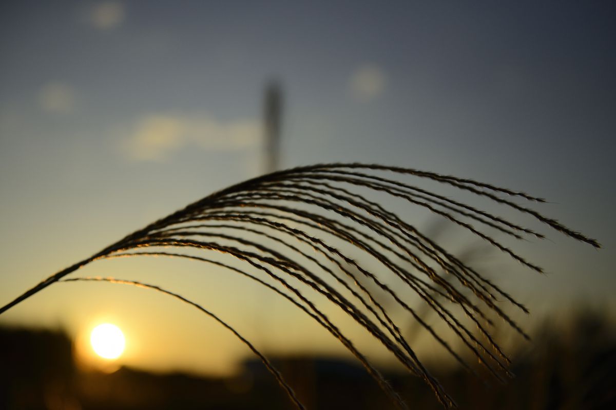 夕焼けに 首を垂れる ススキかな 自然 風景 高原 Ganref