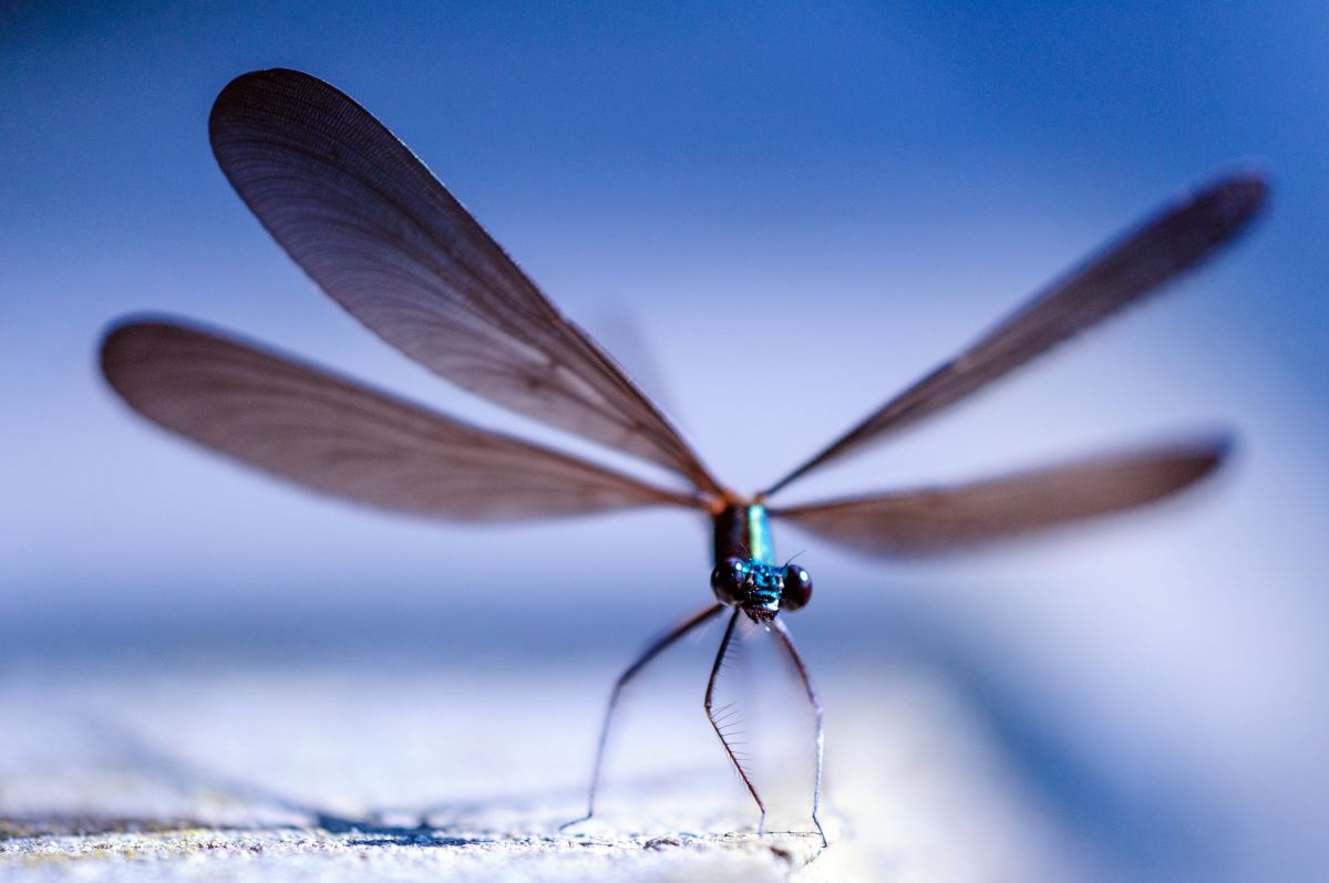 APO 180mm F3.5 EX DG MACRO /HSMで撮影された写真 | 写真検索 | GANREF