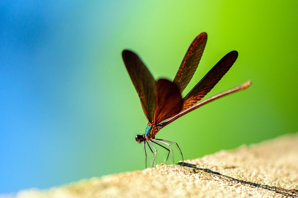 APO 180mm F3.5 EX DG MACRO /HSMで撮影された写真 | 写真検索 | GANREF